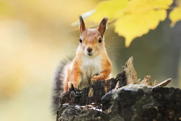 Foto op Plexiglas grappige pluizige rode eekhoorn zittend op een boomstronk in het herfstpark en de zaden etend © nataba