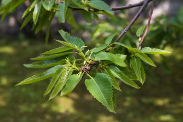 chestnut branch