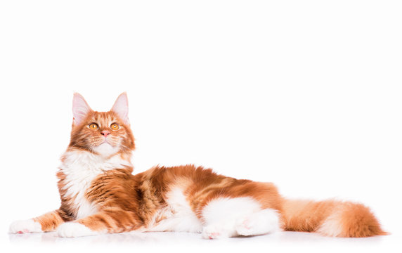 Portrait of domestic red Maine Coon kitten - 8 months old. Adorable cat lying down and looking up. Curious young orange striped kitty isolated on white background.