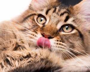Portrait of domestic black tabby Maine Coon kitten - 5 months old. Cute young cat licking lips after eating a treat. Close-up studio photo of striped kitty looking away. 