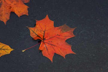  colored maple leaves floating in a puddle during autumn rain