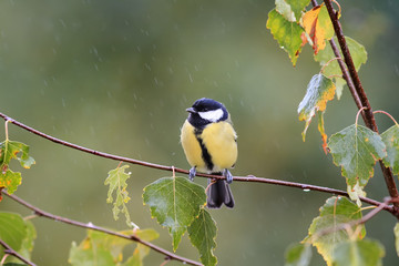 tit sitting on the branch of a birch in autumn Park during a rain