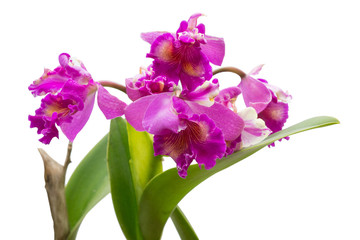 Naklejka na ściany i meble purple hybrid cattleya orchid in nature , fresh purple orchid ,