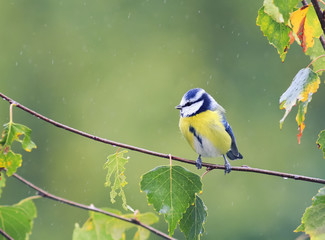 Obraz premium tit sitting on the branch of a birch in autumn Park during a rain