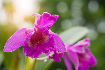 purple hybrid cattleya orchid in nature , fresh purple orchid ,n