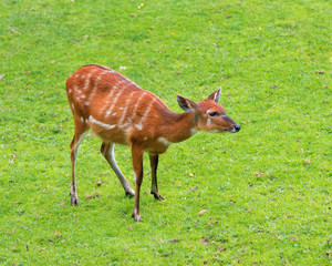 Naklejka na ściany i meble Western Sitatunga (Tragelaphus spekii gratus). Activity of young Sitatunga female antelope eating grass. Pasture of wild animal on the meadow.