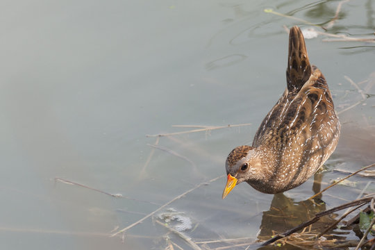 Spotted crake (Porzana porzana), Italy
