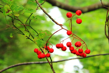 Obraz premium 木の実