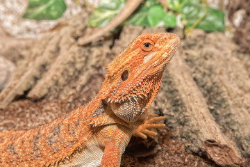 Detail of the head of agama in a terrarium