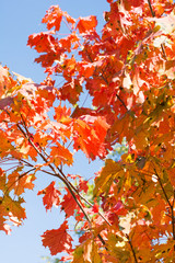 Autumn leaves in sky as background. Selective focus.