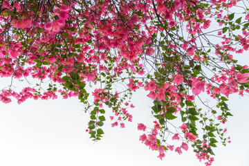Fototapeta premium Bougainvillea flowers in garden, Thailand 