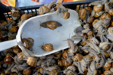edible snails sale