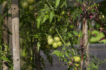 Grüne Tomaten im Garten