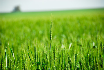 麦畑　Wheat field in ISRAEL