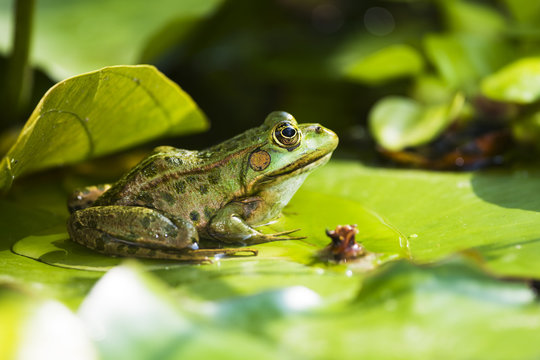 M&auml;rchenfrosch