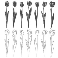 Set of vector tulips. Objects on a white background.
