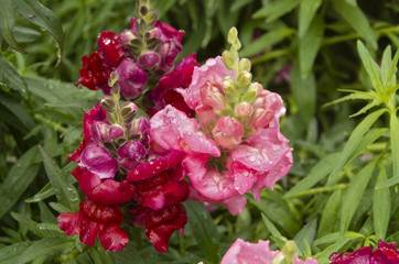 Red&Pink Snapdragons