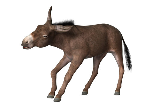 3D Rendering Donkey on White