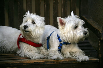coppia di west highland terrier