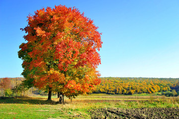 Beautiful autumn landscape with colorful trees. Sunny day