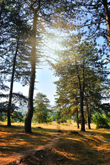 Fototapeta premium Beautiful autumn landscape with pine trees on a sunny day