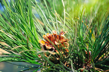 Fototapeta premium Fluffy pine branch with cone in the sun