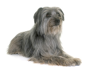 pyrenean shepherd in studio