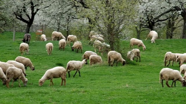 Flock of sheep grazes in a meadow with blossoming cherry trees
