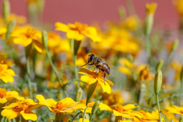 Bee on a yellow flower on a sunny day