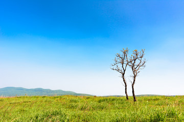 Fototapeta na wymiar 草原の中で寄り添う２本の木