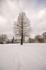 snow and alster in winter