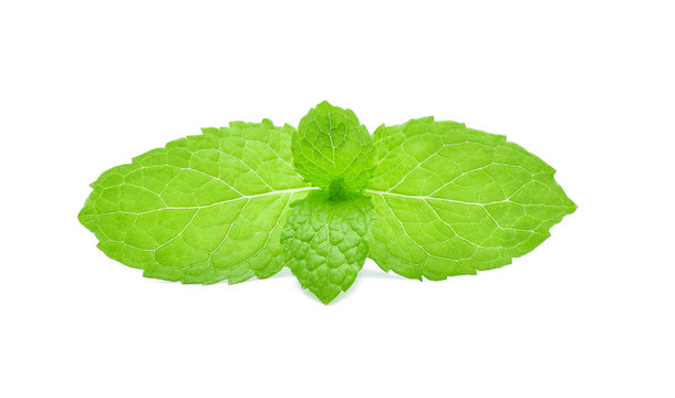 Fresh mint leaf isolated on white background