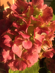 beautiful orange hydrangea blooms in autumn