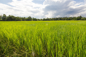 jasmine rice field