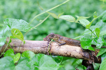 Lizard in nature,Thailand