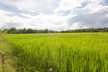 Obraz premium jasmine rice field