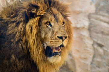 A fully developed male lion with mane
