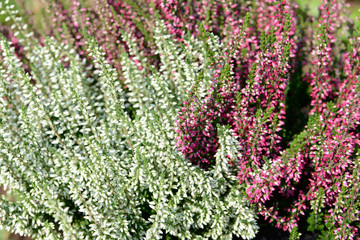 Heather in the nature