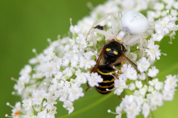 Camouflaged crab spider and prey