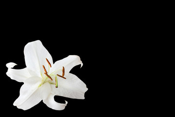 White lily and black background