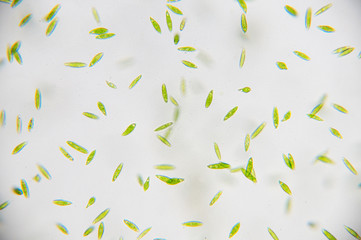 Euglena