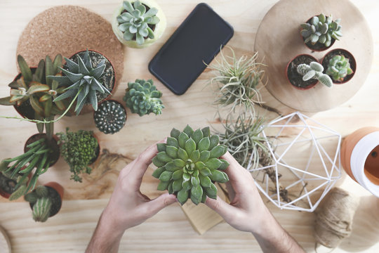 Man holding succulent plant
