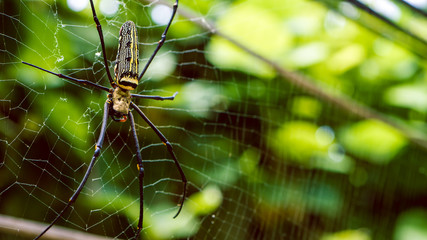 female Golden Web Spider Nephila pilipes