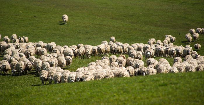 Tuscan sheep