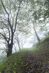 霧の森