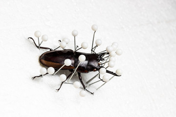 Dried Stag Beetle, Dry Preservation Beetle