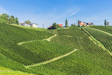 Weinberge in der Steiermark unter blauem Himmel