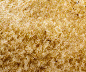 texture of orange-cap boletus