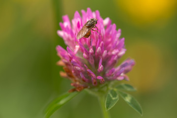 Clover flower with bug.