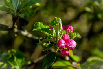 Obraz na płótnie Canvas Natural beauty of a dark pink budding wild apple tree